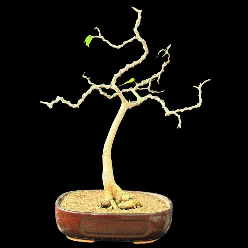 FICUS RELIGIOSA PEEPAL